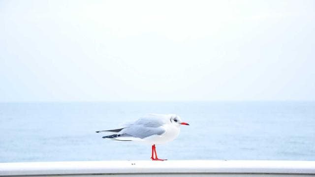 Nothing Phone (2a): análisis completo tras 1 mes de uso
